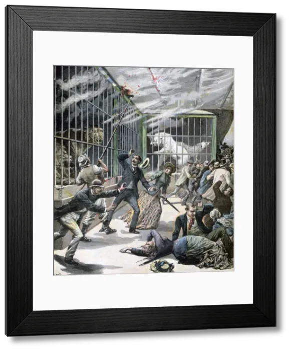 Framed Print : The incident at the menagerie, Montceau-les-Mines, France, 1891. Artist: Henri Meyer Framed Print : The incident at the menagerie, Montceau-les-Mines, France, 1891. Artist: Henri Meyer