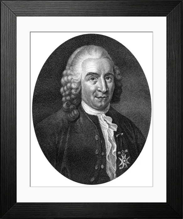 Framed Print : Carolus Linnaeus, 18th century Swedish botanist, physician and zoologist, (1812). Artist: J Chapman Framed Print : Carolus Linnaeus, 18th century Swedish botanist, physician and zoologist, (1812). Artist: J Chapman