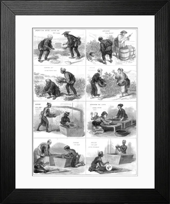 Framed Print : Japanese tea production, 1874 Framed Print : Japanese tea production, 1874