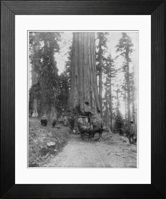 Framed Print : Road going through a Giant Sequoia, Mariposa Grove, Wawona, California, late 19th century. Artist: John L Stoddard Framed Print : Road going through a Giant Sequoia, Mariposa Grove, Wawona, California, late 19th century. Artist: John L Stoddard
