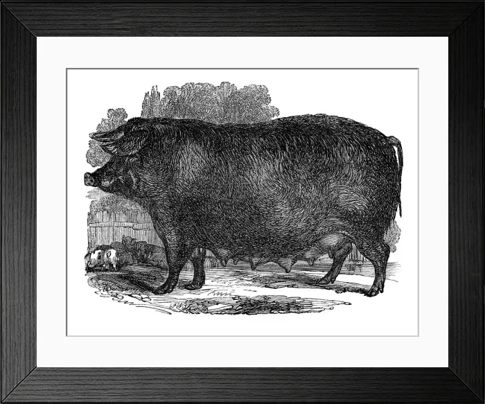 Framed Print : Hampshire sow, 1848 Framed Print : Hampshire sow, 1848