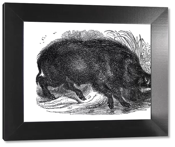 Wild boar, 1848