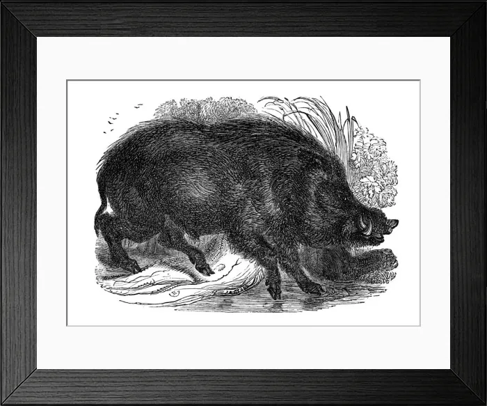 Framed Print : Wild boar, 1848 Framed Print : Wild boar, 1848