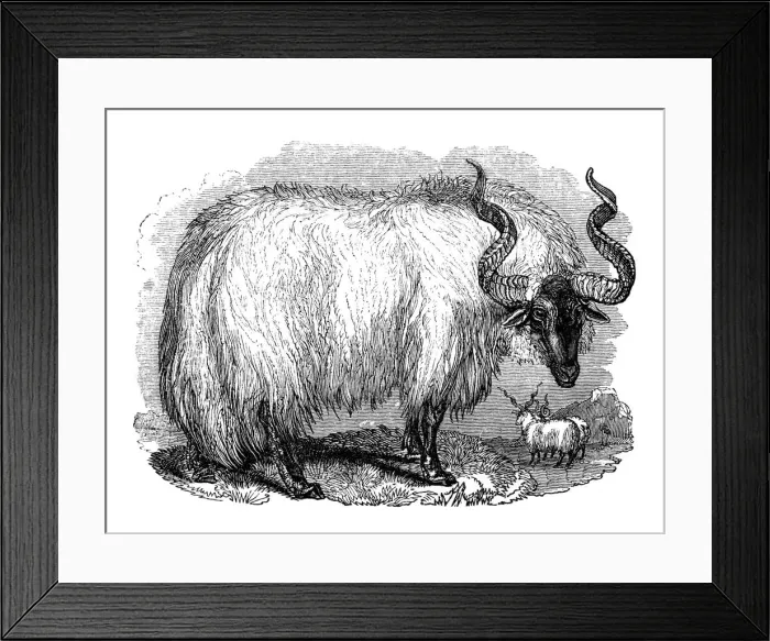 Framed Print : Spanish sheep, 1848