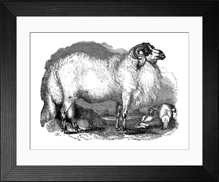 Framed Print : Fat-tailed sheep of Syria, 1848 Framed Print : Fat-tailed sheep of Syria, 1848