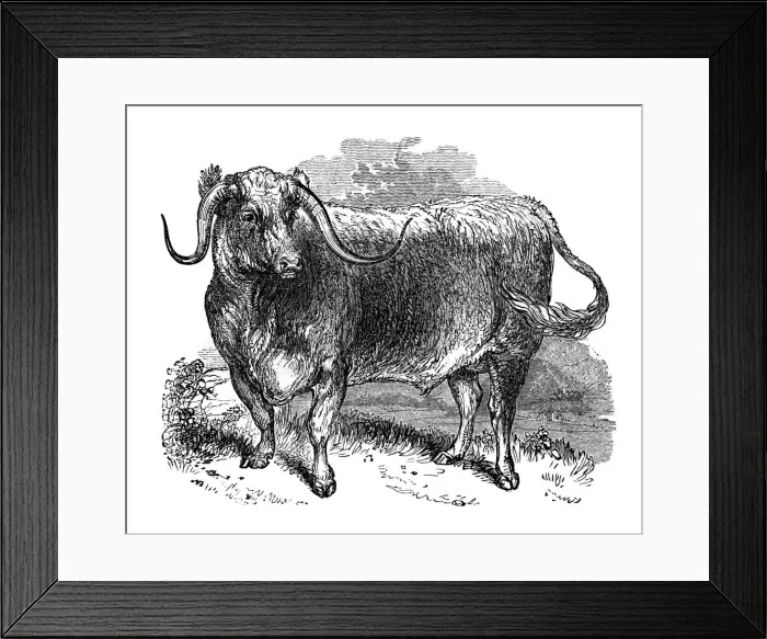 Framed Print : Lancashire ox, specimen of the long horned breeds, 1848 Framed Print : Lancashire ox, specimen of the long horned breeds, 1848