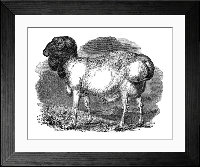 Framed Print : Fat-rumped sheep of Tartary, 1848 Framed Print : Fat-rumped sheep of Tartary, 1848