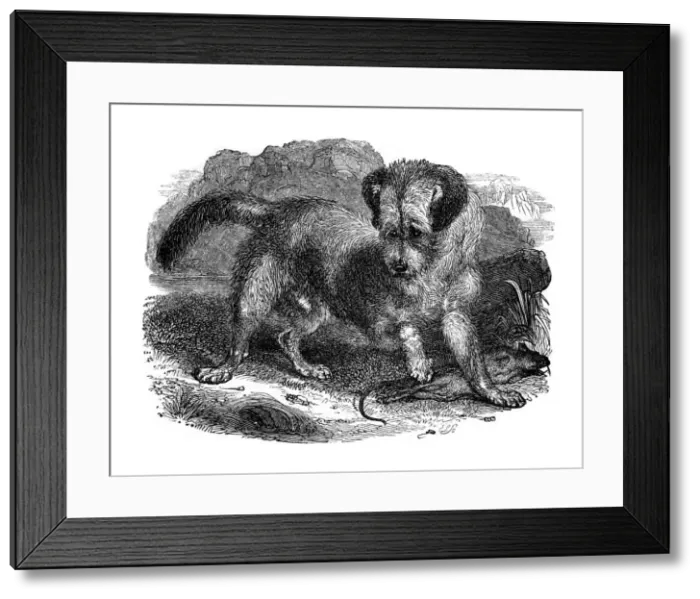 Framed Print : Scottish terrer, 1848 Framed Print : Scottish terrer, 1848