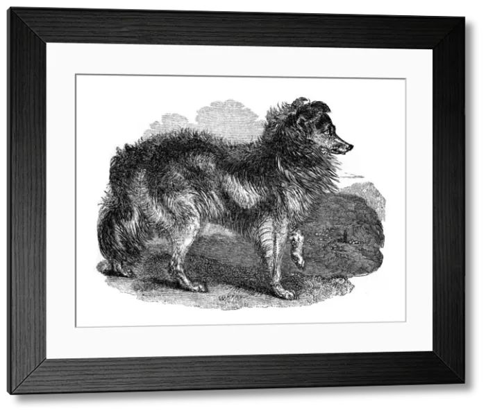 Framed Print : Shepherds dog, 1848 Framed Print : Shepherds dog, 1848