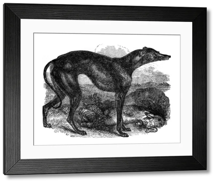 Framed Print : Greyhound, 1848 Framed Print : Greyhound, 1848