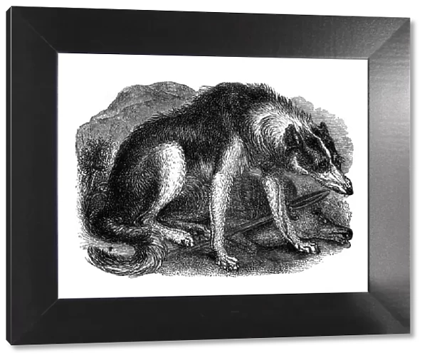 Wolf dog, 1848
