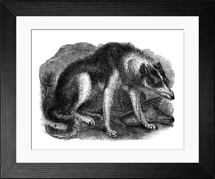 Framed Print : Wolf dog, 1848 Framed Print : Wolf dog, 1848