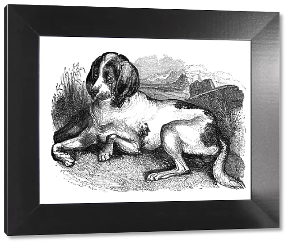 Old English hound, 1848