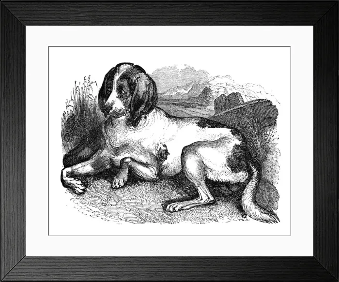 Framed Print : Old English hound, 1848 Framed Print : Old English hound, 1848
