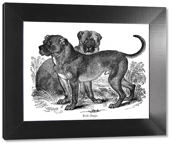 Bulldog, 1848
