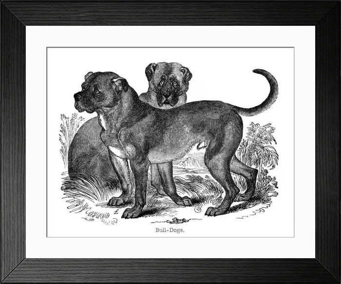Framed Print : Bulldog, 1848 Framed Print : Bulldog, 1848