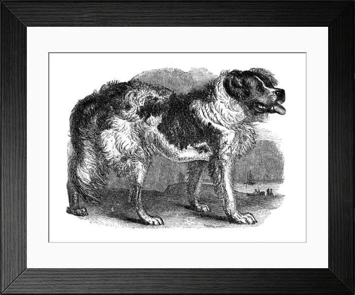 Framed Print : Newfoundland dog, 1848 Framed Print : Newfoundland dog, 1848