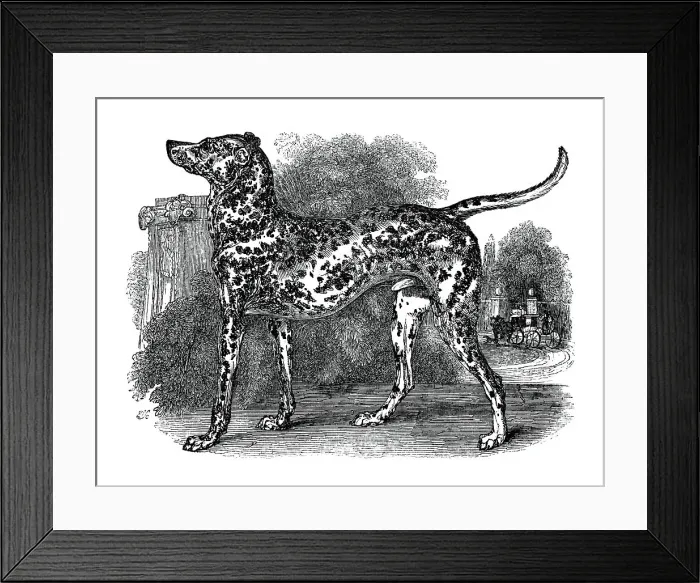 Framed Print : Dalmatian dog, 1848 Framed Print : Dalmatian dog, 1848