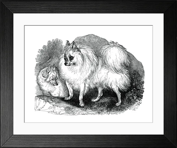 Framed Print : Iceland dog, 1848 Framed Print : Iceland dog, 1848