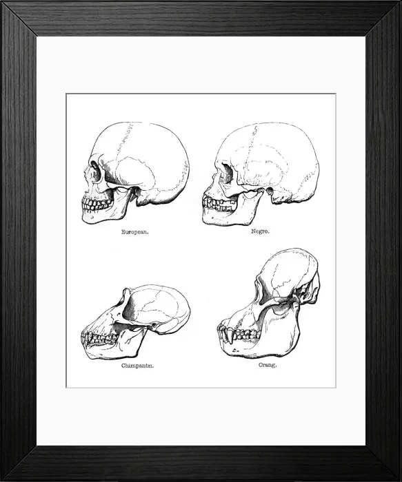 Framed Print : Lateral view of the skull or profile, 1848