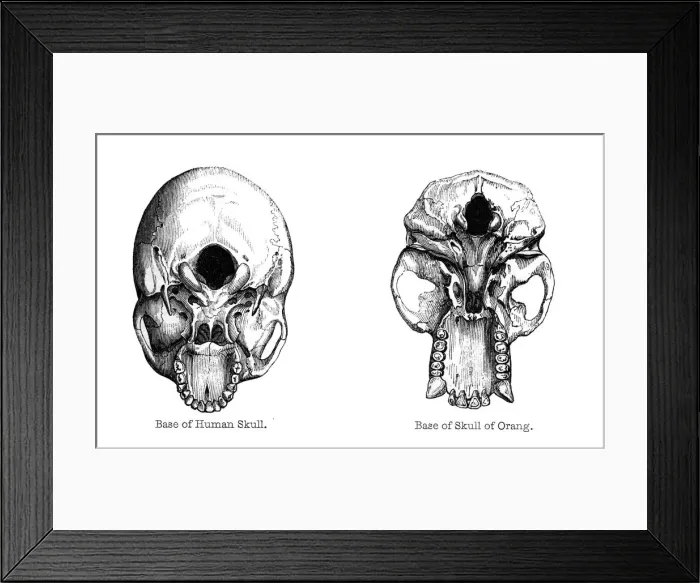 Framed Print : Human and orang-utan skulls, 1848