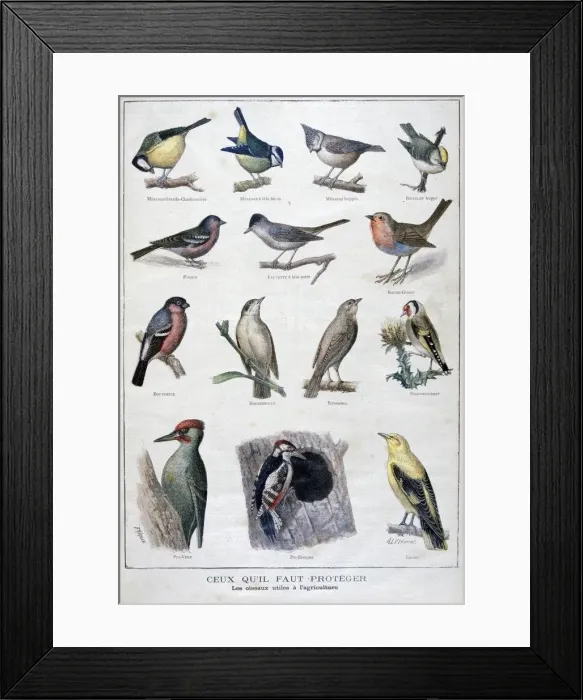 Framed Print : Useful birds in agriculture, 1896. Artist: A Clement Framed Print : Useful birds in agriculture, 1896. Artist: A Clement