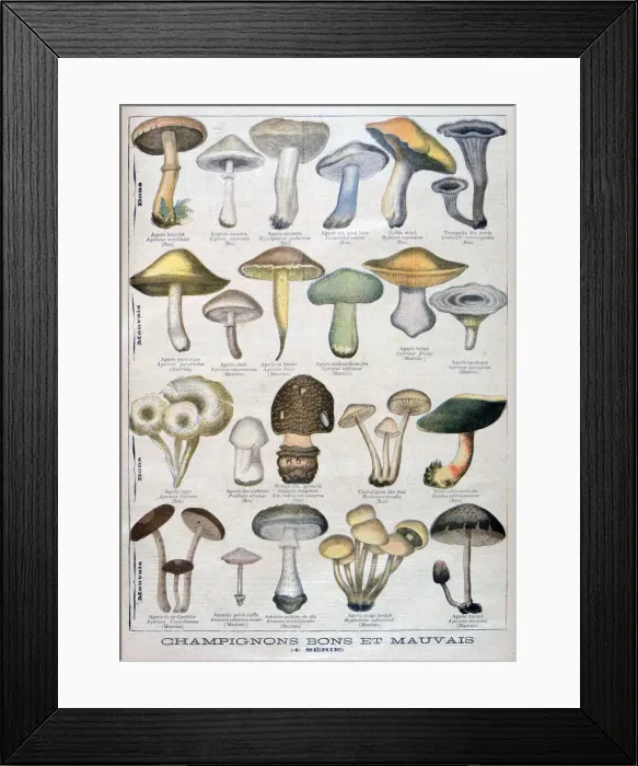 Framed Print : Good and bad mushrooms, 1896 Framed Print : Good and bad mushrooms, 1896