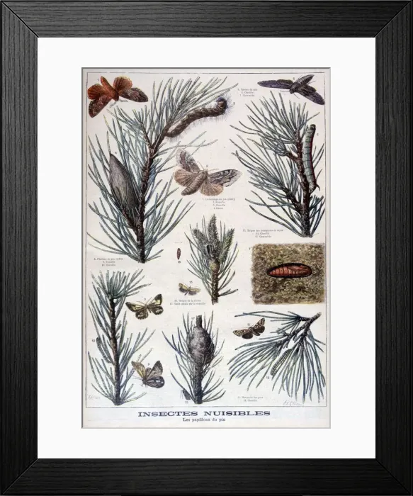 Framed Print : Harmful insects: butterflies and moths that damage pine trees, 1897. Artist: A Clement Framed Print : Harmful insects: butterflies and moths that damage pine trees, 1897. Artist: A Clement
