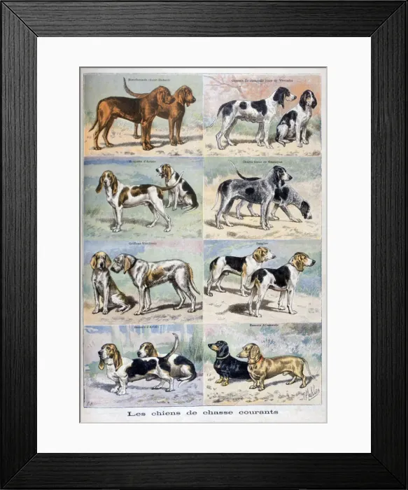 Framed Print : Gun dogs, 1897. Artist: P Mahler