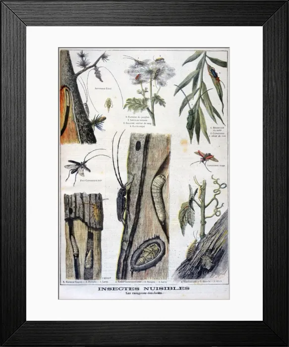 Framed Print : Harmful insects that are destructive to forests, 1897. Artist: A Clement Framed Print : Harmful insects that are destructive to forests, 1897. Artist: A Clement