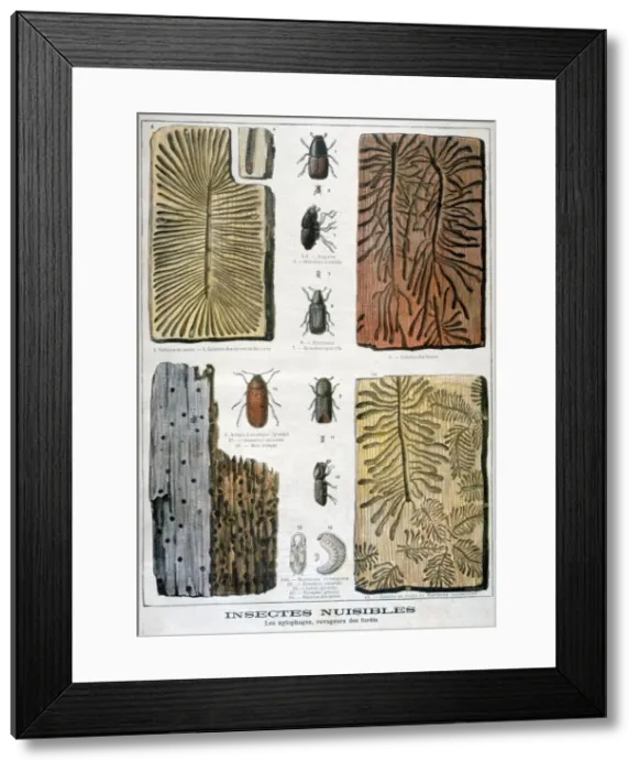 Framed Print : Xylophagous insects that are destructive to forests, 1897. Artist: F Meaulle Framed Print : Xylophagous insects that are destructive to forests, 1897. Artist: F Meaulle