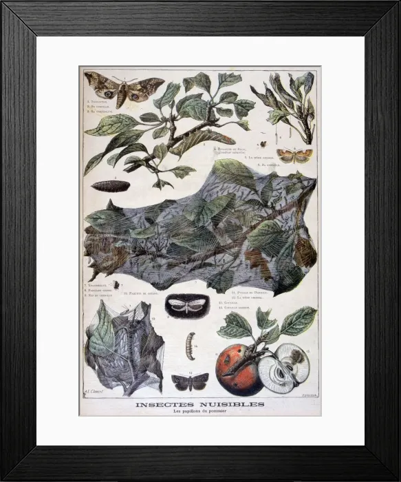 Framed Print : Harmful insects: moths that damage apple trees, 1897. Artist: F Meaulle Framed Print : Harmful insects: moths that damage apple trees, 1897. Artist: F Meaulle