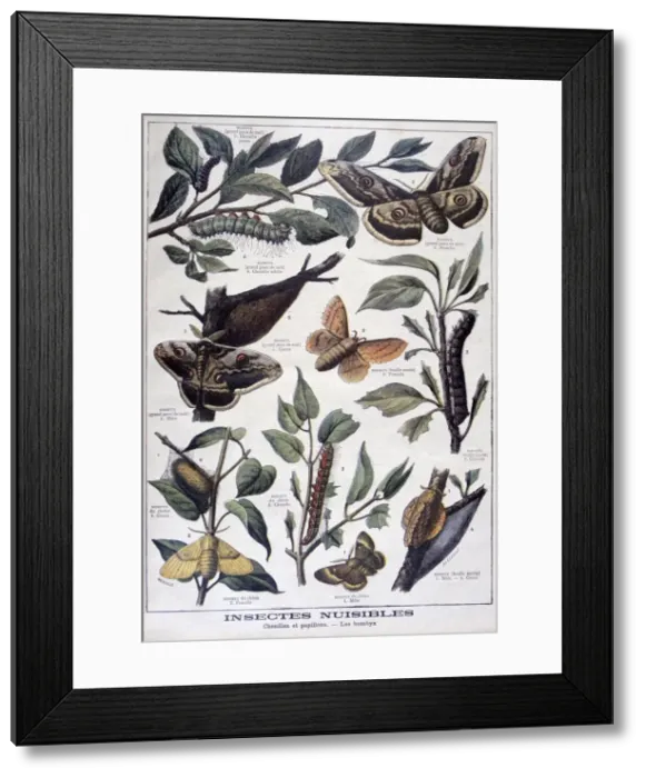 Framed Print : Harmful insects: caterpillars, butterflies and moths, 1897. Artist: F Meaulle Framed Print : Harmful insects: caterpillars, butterflies and moths, 1897. Artist: F Meaulle