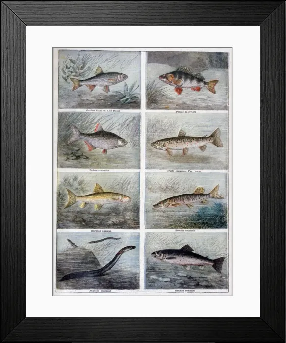 Framed Print : Freshwater fish, 1897. Artist: F Meaulle Framed Print : Freshwater fish, 1897. Artist: F Meaulle