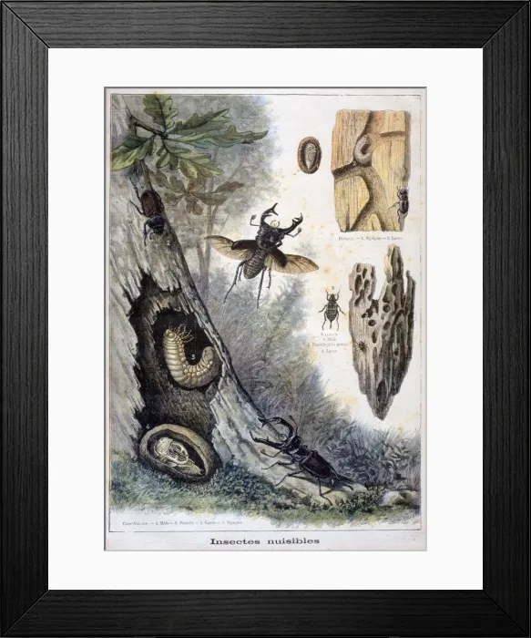 Framed Print : Harmful insects, 1897. Artist: F Meaulle Framed Print : Harmful insects, 1897. Artist: F Meaulle