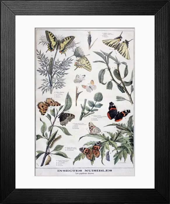 Framed Print : Harmful insects: daylight butterflies, 1897. Artist: F Meaulle Framed Print : Harmful insects: daylight butterflies, 1897. Artist: F Meaulle