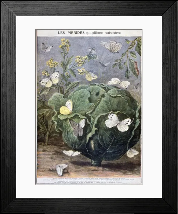 Framed Print : Pierid butterflies, 1897. Artist: F Meaulle Framed Print : Pierid butterflies, 1897. Artist: F Meaulle
