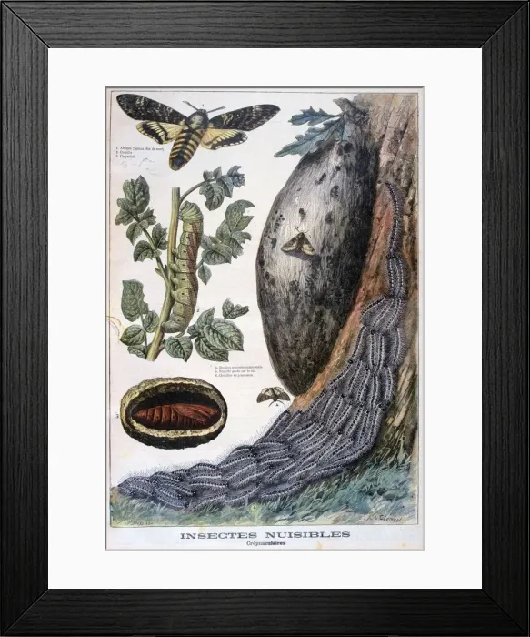 Framed Print : Harmful crepuscular insects, 1897. Artist: F Meaulle Framed Print : Harmful crepuscular insects, 1897. Artist: F Meaulle