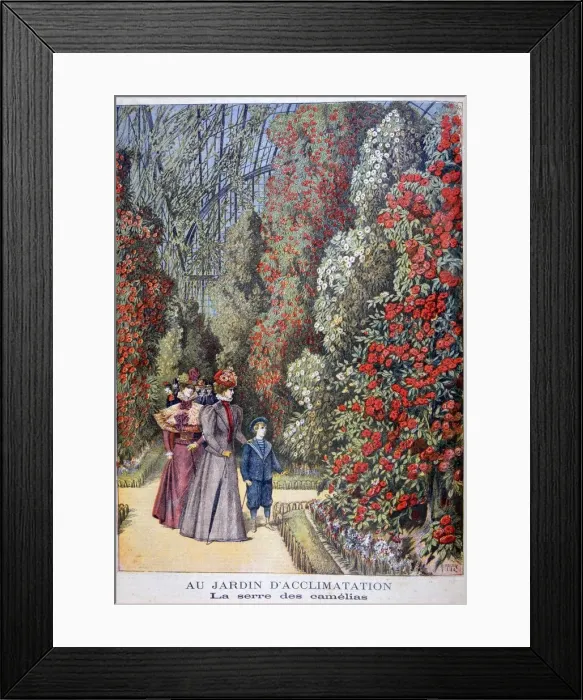 Framed Print : The greenhouse of the camellias, zoological gardens, Paris, 1897. Artist: Henri Meyer Framed Print : The greenhouse of the camellias, zoological gardens, Paris, 1897. Artist: Henri Meyer