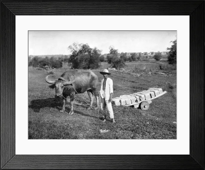 Framed Print : Native cart in Manila, Philippines, 1908-1909. Artist: Homer L Knight Framed Print : Native cart in Manila, Philippines, 1908-1909. Artist: Homer L Knight