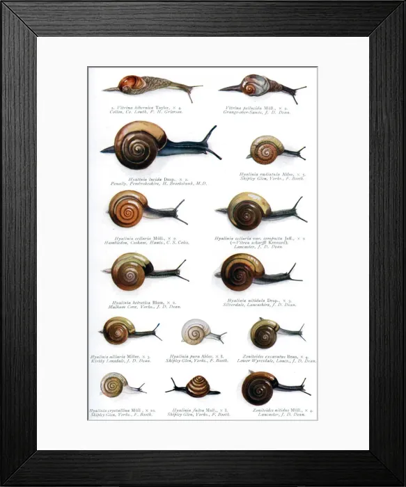 Framed Print : The British zonitidae, 1908-1909. Artist: J Davy Dean Framed Print : The British zonitidae, 1908-1909. Artist: J Davy Dean