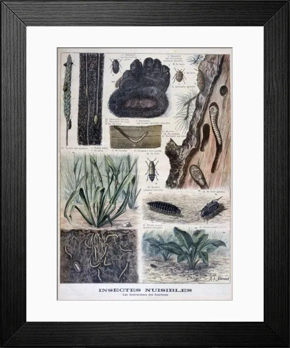 Framed Print : Insects harmful to furs, 1897. Artist: F Meaulle Framed Print : Insects harmful to furs, 1897. Artist: F Meaulle