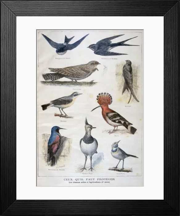 Framed Print : Birds that are protected, and helpful in agriculture, 1897. Artist: F Meaulle Framed Print : Birds that are protected, and helpful in agriculture, 1897. Artist: F Meaulle