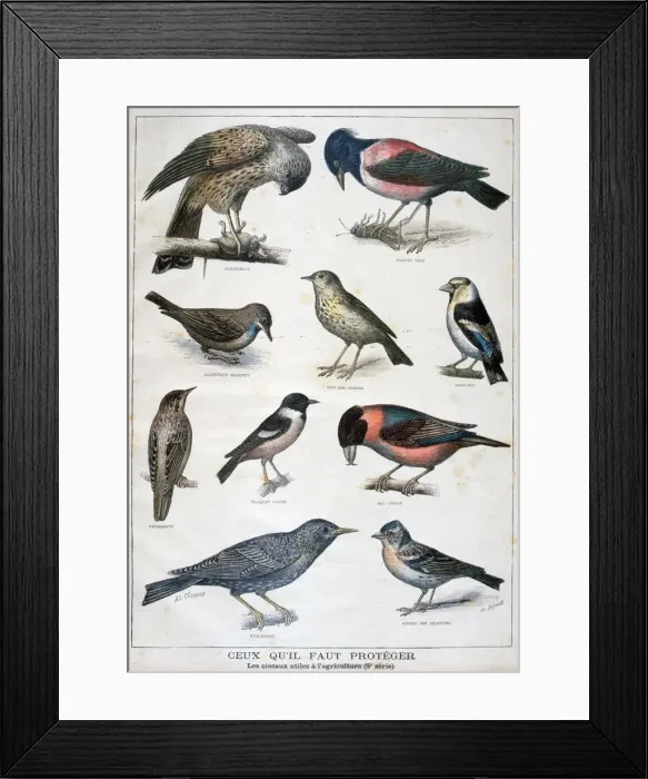 Framed Print : Birds that are protected, and helpful in agriculture, 1897. Artist: F Meaulle Framed Print : Birds that are protected, and helpful in agriculture, 1897. Artist: F Meaulle