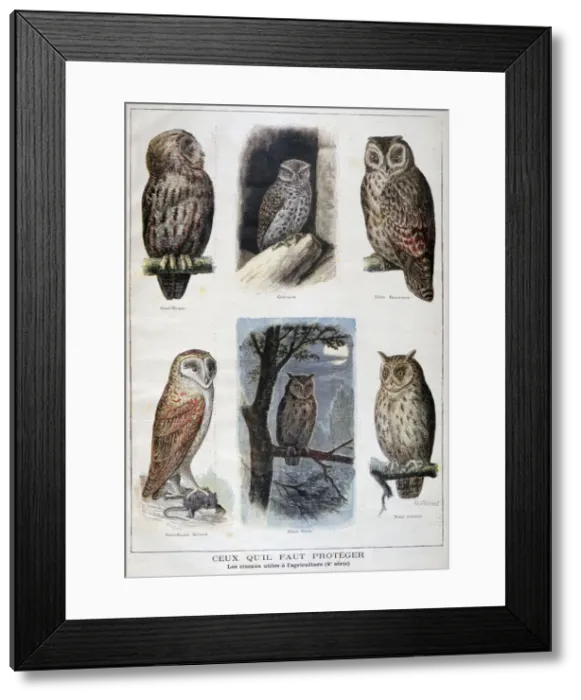 Framed Print : Birds that are protected, and helpful in agriculture, 1897. Artist: F Meaulle