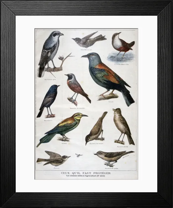 Framed Print : Birds that are protected, and helpful in agriculture, 1897. Artist: F Meaulle Framed Print : Birds that are protected, and helpful in agriculture, 1897. Artist: F Meaulle