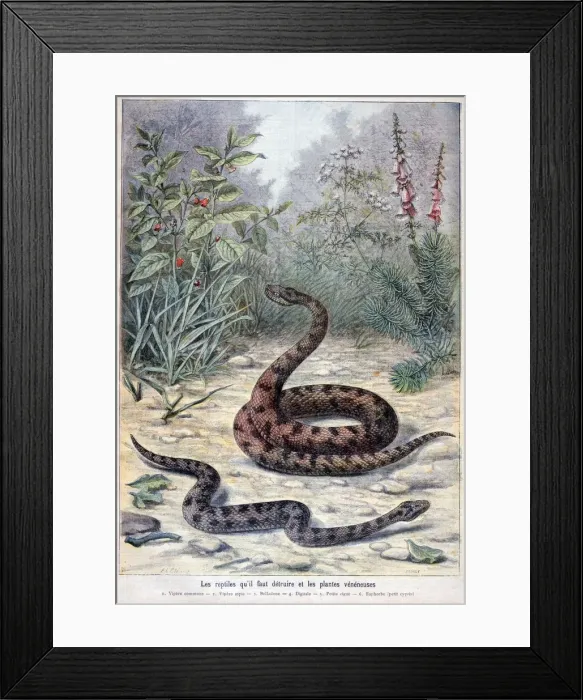 Framed Print : Snakes and poisonous plants, 1897. Artist: F Meaulle Framed Print : Snakes and poisonous plants, 1897. Artist: F Meaulle