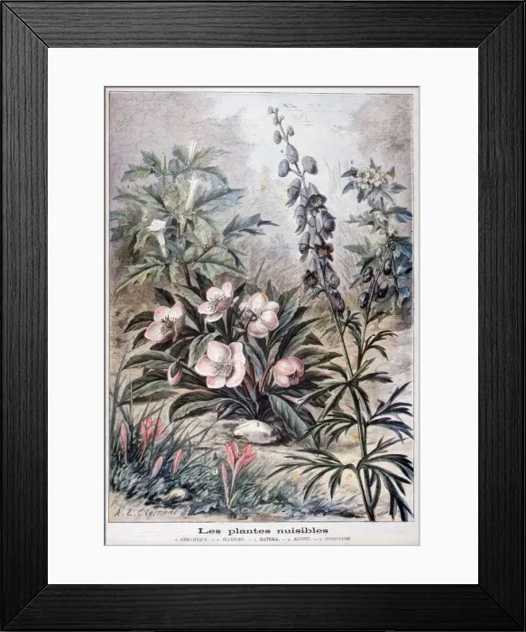 Framed Print : Harmful plants, 1897. Artist: F Meaulle Framed Print : Harmful plants, 1897. Artist: F Meaulle