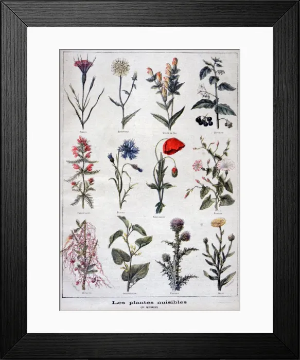 Framed Print : Harmful plants, 1897. Artist: F Meaulle