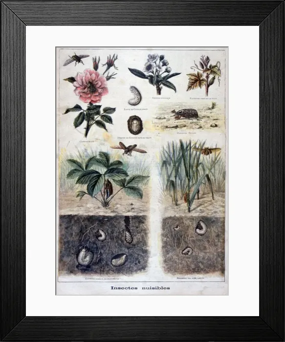 Framed Print : Harmful insects, 1897. Artist: F Meaulle Framed Print : Harmful insects, 1897. Artist: F Meaulle